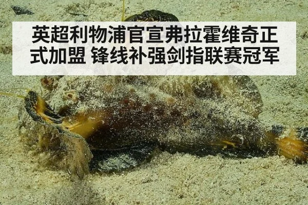 英超利物浦官宣弗拉霍维奇正式加盟 锋线补强剑指联赛冠军